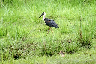 A greedy eagle searching for food in the wetland area of ​​Belauri-7 Mainaha in Kanchanpur.