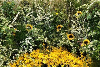 Sunflowers