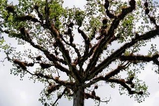 4 Useful techniques that can mitigate overfitting in decision trees