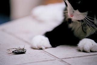 the cicada and the cat