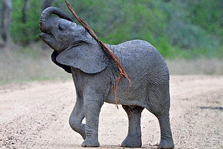 Weapons, Ear Cleaners, and Fly Swatters: Elephant Tool Use