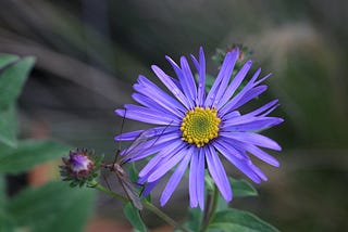 My Little Garden 12th Oct 2024