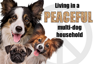 4 Tools and 2 Rules for Living in a Peaceful Multi-dog Household