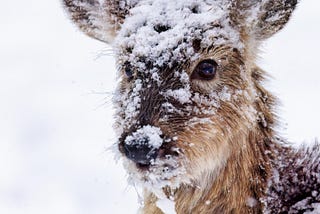 The Baby Reindeer Drama: Who is stalking who?