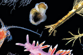 Marine Microplastics and Zooplankton