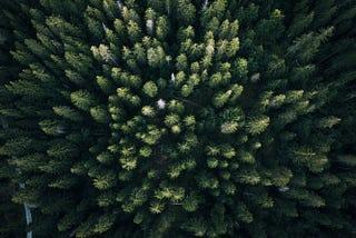 Random Forest in Simple English: Why is it so popular?