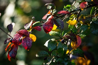 Осень / Autumn