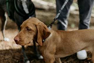 Canine Behaviour And Training