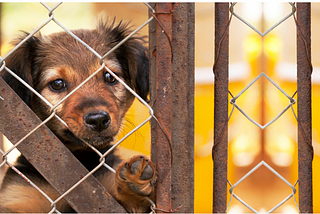 Dog in animal shelter