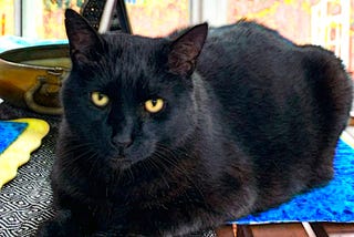 Photo of our neighbor’s cat, Mr. Kyebbie, lounging on our patio table