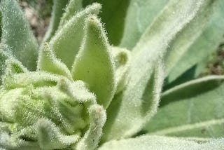 Discovering Mullein: A Common Yet Powerful Medicinal Plant
