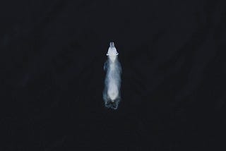 A photo of a polar bear swimming in a deep dark ocean. The polar bear is seen from above; his fur is quite white.