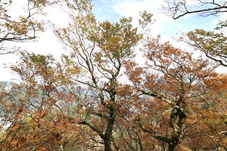 《宜蘭 太平山》台灣山毛櫸國家步道