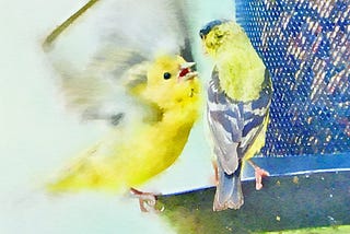 Young Lesser goldfinch begging to be fed by an adult.