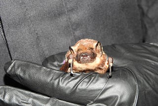 A black glove holds a ʻōpeʻapeʻa (Hawaiian hoary bat). It is brown with a snout.