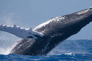 A Lobster Diver In Cape Cod Says A Humpback Whale Scooped Him Up And Spat Him Out