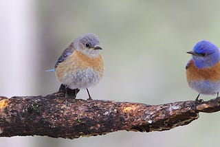 A pair of bluebirds looking at each other in a search for their perfect match.