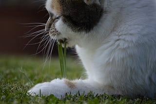 4 Signs of Hair balls in Cats You Should Know !!