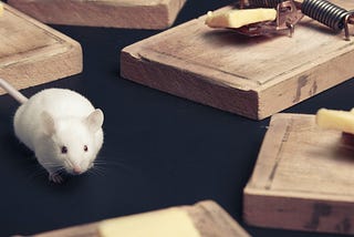 Picture of a mouse looking for an escape route in several traps.