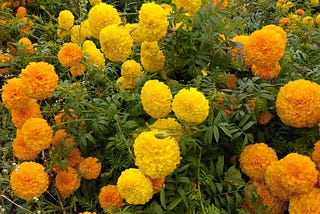 Marvelous Marigolds