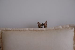 Like a Skittish Cat