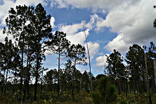 Photo taken by a Author of a pinelands preserve in Miami-Dade