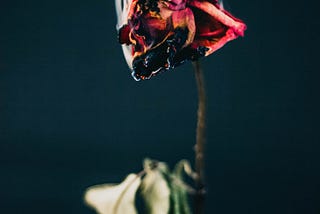 A solitary rose with its petals burning