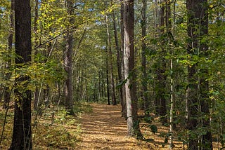 A Fall Walk on a New England Trail