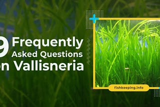 9 Frequently asked questions on Vallisneria