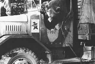 Wojtek: The Beer Drinking Bear that Served in WWII