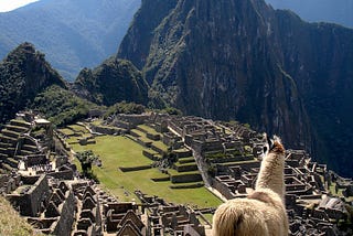 A lone llama facing a beautiful view of Machu Picchu.