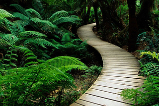 A wooden walkway winding through ferns and trees in a lush green forest.