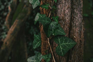Ivy (2024)