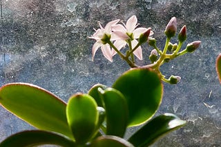 Close up of jade plant with a budding flower.