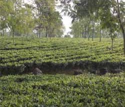 Profitable Business Through Tea Estates in Darjeeling