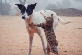 Dog getting hit by cat on its hind legs.