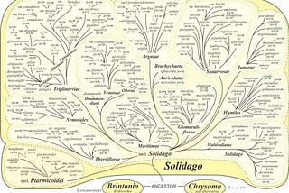 Matrix Phylogeny for Machine Learning