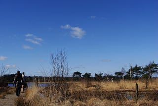 Heath, Kalmthout, Flanders (photography by Björn Roose)