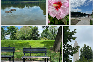 City to Serenity: Exploring the Green Heart of Washington, D.C.