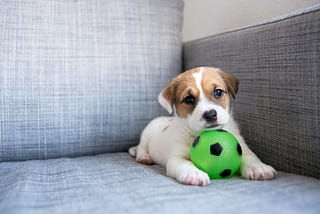 Puppy Portraits By Marc Tahiliani