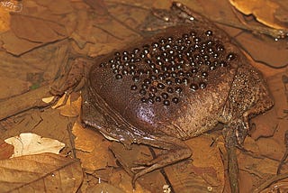 Herpetology: The Suriname Toad (Pipa pipa)