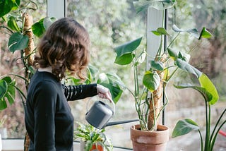 Women waters a plant by a sunny window
