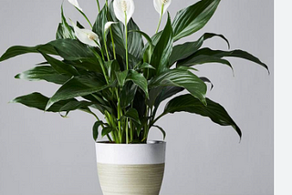 Nurturing Your Peace Lilies Through
Winter: Top 4 Effective Tips
