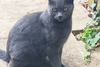 Help Stray Cats in the Winter