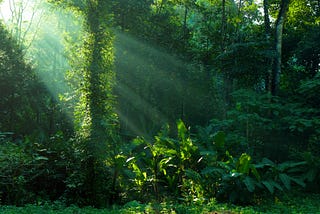 Photo of light entering the dense jungle