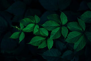 Made of Leaves