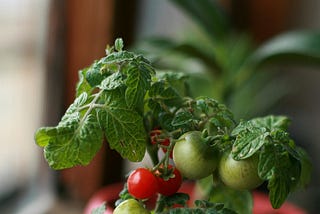 Avoid the Drive-Thru! Why Real Food is Your Secret Weapon to Wellness