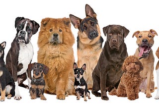 It’s About the Dog not just the Breed