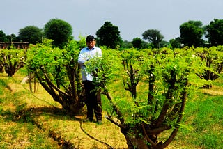 The Perennial Renewal of Moringa: A Testament to Nature’s Resilience