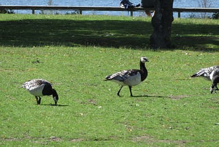 Connections in Taxonomy: the Barnacle Goose and Goose Barnacles